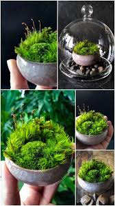 Pin By Doodle Bird Terrariums On Gardens In 2021 Dish Garden Plants Home Vegetable Garden