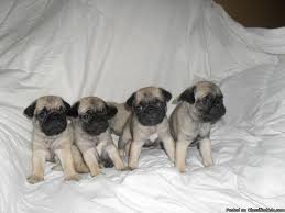 Search oregon dog rescues and shelters here. Adorable Pug Puppies Price 300 00 For Sale In Jasper Alabama Best Pets Online