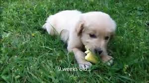 Golden Retriever Puppy To Adult 6 Weeks To 1 Year