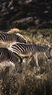 About Wild Animals Zebras At Morning Sunrise In 2020 Africa Animals Animal Photography Wildlife South Africa Animals