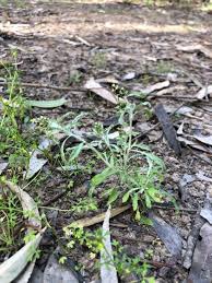 Image result for Gnaphalium polycaulon