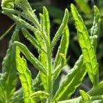 Image result for Heliotropium zeylanicum