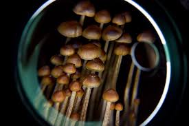 Image result for Psilocybin