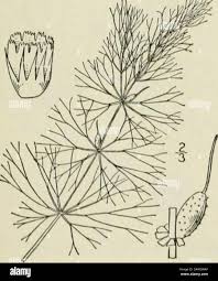 Image result for Cabombaceae