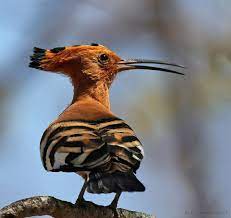 African Hoopoe S Are Some Of Londolozi S Most Strikingly Coloured Birds We Have Mentioned Before On The Blog Ho African Wildlife Wildlife Wildlife Photography