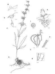 Image result for Coleus kapatensis