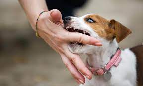 Signs Of An Aggressive Puppy Is My Pup Normal Or A Terror Puppy Biting Puppy Time Dog Training