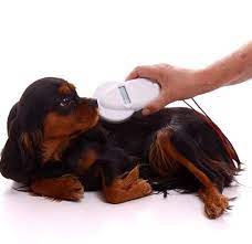 Do microchip pet feeders work for my food thief cat! How Do Pet Microchips Work And Should My Dog Have One American Kennel Club