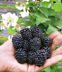 Brombeere Reuben 1a Pflanzen Online Kaufen Baldur Garten Brombeeren Pflanzen Online Kaufen Pflanzen