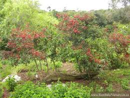 Image result for Ochna confusa