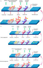 They differ from polymerase chain reaction (pcr) tests, which look for genetic material from the virus and are generally more sensitive. Lateral Flow Assays Principles Designs And Labels Sciencedirect