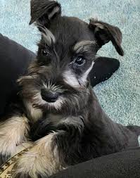 This is the price you can expect to budget for a miniature schnauzer with papers but without breeding rights nor show quality. Beautiful Kc Reg Miniture Schnauzer Puppies Miniature Schnauzer For Sale Near Me In Lancashire Mypetzilla Uk