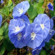 Image result for Jacquemontia