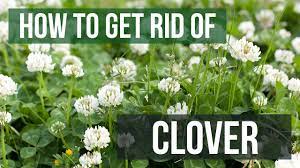 What more could you ask for? How To Get Rid Of Clover 4 Easy Steps Youtube