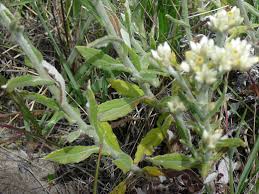 Image result for Gnaphalium