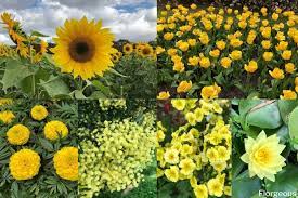 A bouquet or a floral arrangement. 43 Types Of Yellow Flowers With Names Meaning And Pictures Florgeous