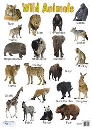 Wild Animals List Pictures A Selection Of Pins About Animals