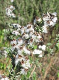 Image result for Eriocephalus racemosus