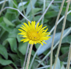 Image result for Haplocarpha