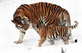 Its range covers about 1,000 kilometers from south to north in the russian far east, including the territory of primorye, south of the amur river and in the krai region of khabarovsk. Siberian Tiger Description Habitat Image Diet And Interesting Facts