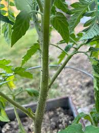 Image result for BLACKFLY ON TOMATO PLANTS
