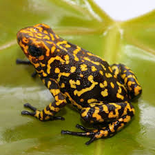 Image result for Fadogia fuchsioides