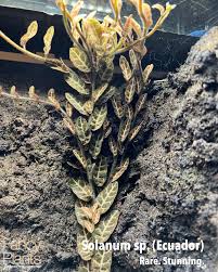 Image result for Solanum sp. A