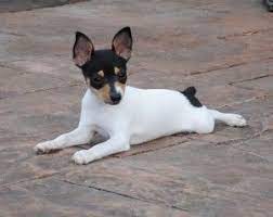 Toy Fox Terrier Information And Pictures Petguide Fox Terrier Puppy Rat Terrier Dogs Toy Fox Terriers