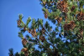 Numerous factors affect how quickly pine trees grow, including the amount of sunlight a tree sees consistently, rainfall, the nutrients in the soil, and topographic location. Eastern White Pine Tree Guide Garden Tabs