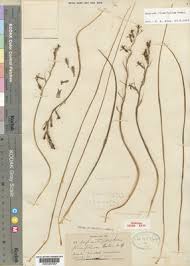 Image result for Dipcadi longifolium