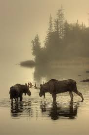 Us Department Of The Interior On Animals Cute Animals Nature