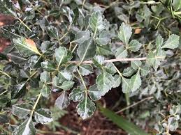 Image result for Commiphora schlechteri