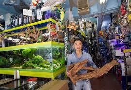 Visit your local petco store near you located at 2350 central park ave in. Here Are 4 Shops To Get You Hooked On Pet Fish