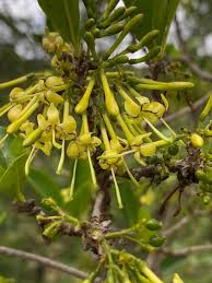 Image result for Coptosperma