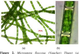 Image result for Microchloa altera