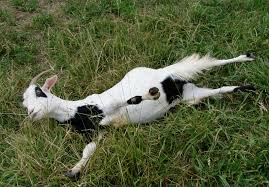 I Date Like A Fainting Goat
