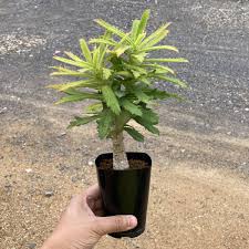 Image result for Monadenium torrei