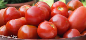 Blight Resistant Tomato Varieties Worth Growing