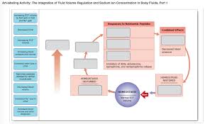 Solved Label The Events Resulting From Increasing Ecf Vol