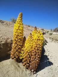 Image result for Cistanche