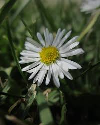 Check spelling or type a new query. Daisy Flower Meaning Origins Symbolism And Other Interesting Facts