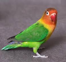 Burung Lovebird Biola Burung Burung Beo Gambar Kartun