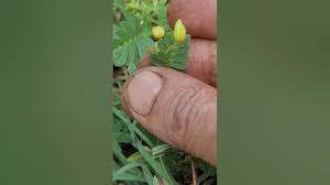 Image result for Chamaecrista mimosoides