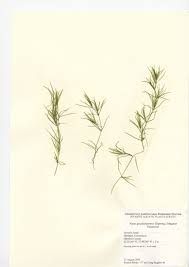 Image result for Najadaceae