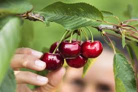 Pourquoi Mon Cerisier N A T Il Pas De Fruits Cette Annee Jardins Arbres Et Arbustes Arbre Fruitier