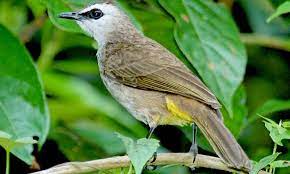 Check spelling or type a new query. Kicau Burung Trucukan For Android Apk Download