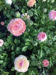 Ranunculus Bianco Sfumato Ranunculus Ranunculus Asiaticus Bloom