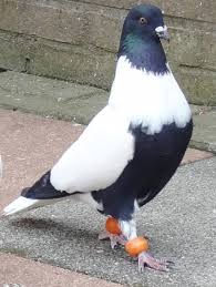 Pigeon Pigeon Breeds Pigeon Pictures Cute Pigeon