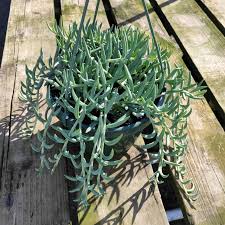 Image result for Senecio hadiensis