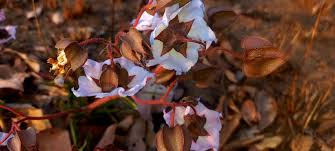 Image result for Trichodesma physaloides